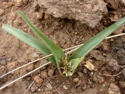 Colchicum natalense